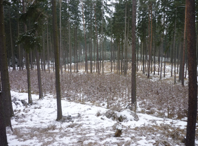Zalesněn&iacute; hlavn&iacute; ekonomickou dřevinou, zde SM s DG 2:1 (2 řady SM, 1 řada DG).